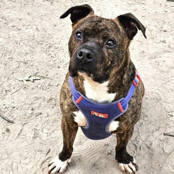 Rescue Boxer and Mixed Breed Dogs for Adoption in Waldorf, Maryland - Bruiser | PetCurious