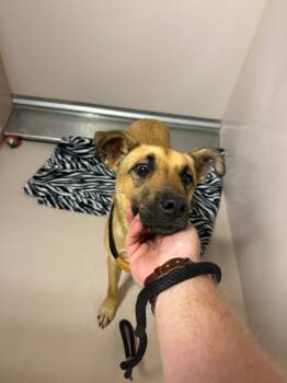 Rescue Shepherd and Mixed Breed Dogs for Adoption in Sherwood, Arkansas - Fred | PetCurious