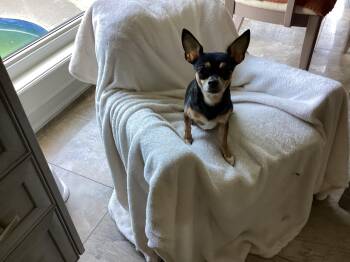 Chippie, LOVE BUG -  Chihuahua Dog for Adoption in Toronto, Ontario - Chippie, LOVE BUG | PetCurious