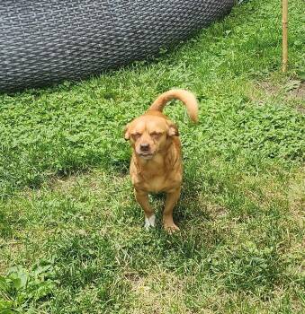 Rescue Chihuahua Dogs for Adoption in Coatesville, Pennsylvania - Boots | PetCurious