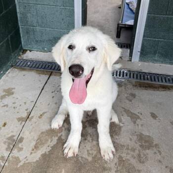 Chicken Coop -  Great Pyrenees and Mixed Breed Dog for Adoption in Carencro, Louisiana - Chicken Coop | PetCurious