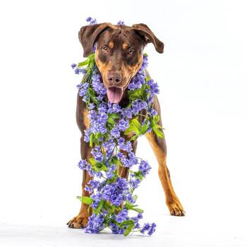 Bronx -  Doberman Pinscher and Mixed Breed Dog for Adoption in Reno, Nevada - Bronx | PetCurious