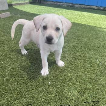 Pup 3 2633 -  German Shepherd Dog Dog for Adoption in Loxahatchee Groves, Florida - Pup 3 2633 | PetCurious