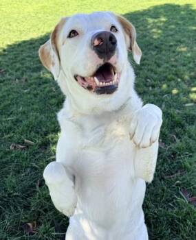 Falco -  Labrador Retriever Dog for Adoption in Hamilton, Montana - Falco | PetCurious