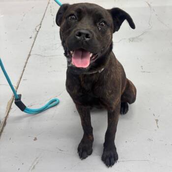 Boxer and Mixed Breed Dogs Available for Adoption in Richmond, California - BEENIE | PetCurious