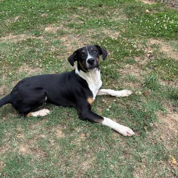 Hero -  Black Labrador Retriever Dog for Adoption in Roxboro, North Carolina - Hero | PetCurious