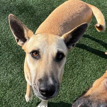 Mixed Breed Dogs Available for Adoption in Brockton, Massachusetts - Mouse | PetCurious