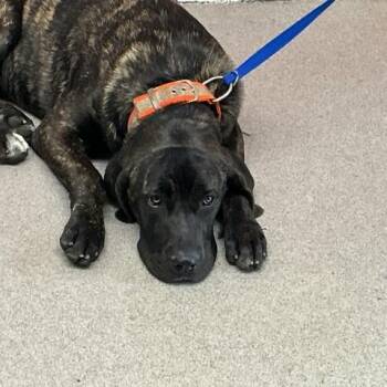 Cane Corso Dogs Available for Adoption in San Bernardino, California - REYNA | PetCurious