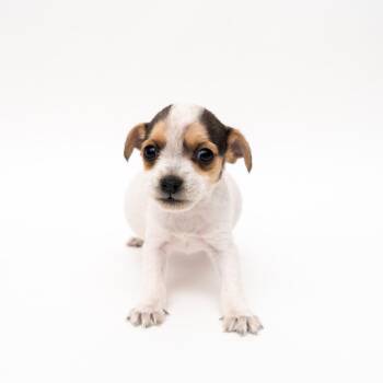 Chihuahua and Pit Bull Terrier Dogs Available for Adoption - Brie | PetCurious