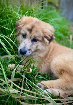 Indy -  Siberian Husky and Pomeranian Dog for Adoption in Columbus, Indiana - Indy | PetCurious