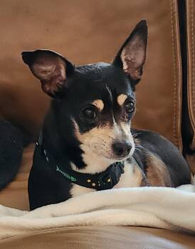 Billy -  Chihuahua and Rat Terrier Dog for Adoption in Omaha, Nebraska - Billy | PetCurious