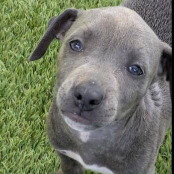 Nickel 9088 -  Mixed Breed Dog for Adoption in Loxahatchee Groves, Florida - Nickel 9088 | PetCurious