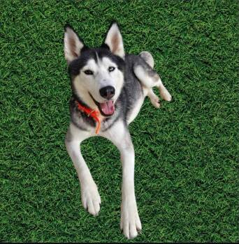 Husky Dogs Available for Adoption in Rowland Heights, California - CASPER | PetCurious