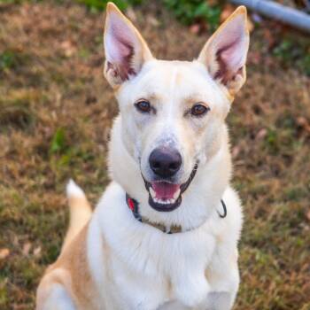 Rescue Shepherd Dogs for Adoption in Wilmington, Delaware - Blondie | PetCurious