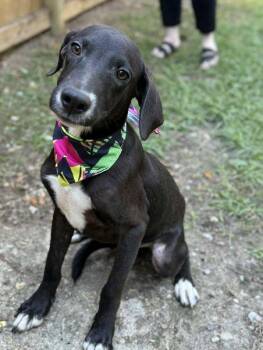 Rescue Mixed Breed Dogs for Adoption in Pass Christian, Mississippi - TUX | PetCurious