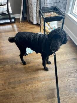 Standard Poodle and Mixed Breed Dogs Available for Adoption in Elk Grove Village, Illinois - Abe Lincoln | PetCurious