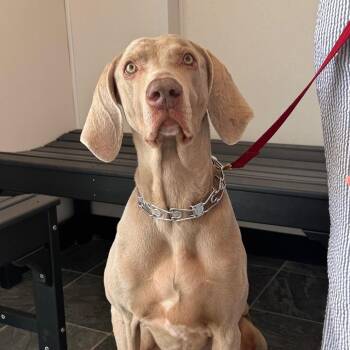 Weimaraner Dogs Available for Adoption in Clearwater, Florida - Riley | PetCurious