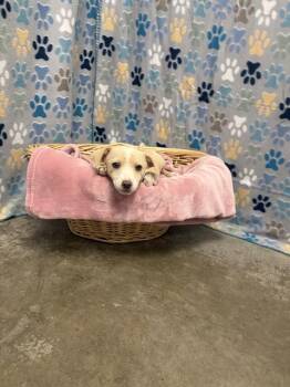 Australian Shepherd and Mixed Breed Dogs Available for Adoption in Rosenberg, Texas - IVY | PetCurious