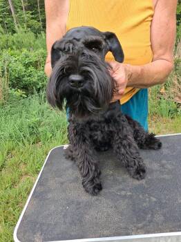 Harry -  Miniature Schnauzer Dog for Sale in New Canton, Virginia - Harry | PetCurious