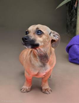Danski WA14511-T LOCAL Adoption Event in Bellevue 8/21 -  Dachshund Dog for Adoption in Missouri City, Texas - Danski WA14511-T LOCAL Adoption Event In Bellevue 8/21 | PetCurious