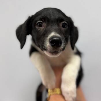 Mixed Breed and Border Collie Dogs Available for Adoption in Idaho Falls, Idaho - Juneau | PetCurious