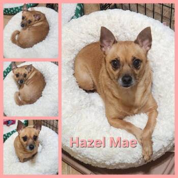 Hazel Mae -  Chihuahua Dog for Adoption in Montgomery, Texas - Hazel Mae | PetCurious
