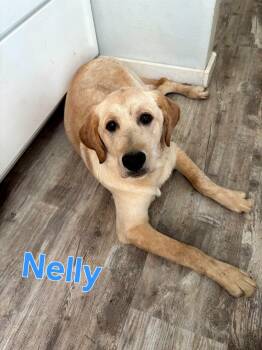 Nelly -  Yellow Labrador Retriever Dog for Adoption in La Crescent, Minnesota - Nelly | PetCurious