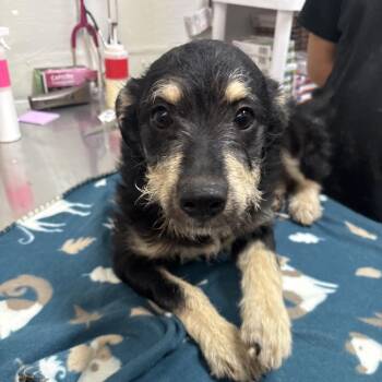 Taraji -  Schnauzer and Mixed Breed Dog for Adoption in Clanton, Alabama - Taraji | PetCurious
