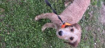 Standard Poodle Dogs Available for Adoption in Evansville, Indiana - Sol | PetCurious