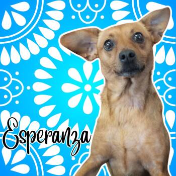 Esperanza -  Chihuahua and Mixed Breed Dog for Adoption in Aransas Pass, Texas - Esperanza | PetCurious