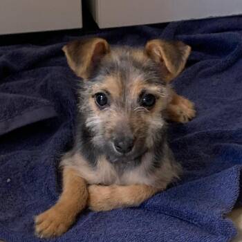 Cracker Jack -  Terrier and Mixed Breed Dog for Adoption in San Pablo, California - Cracker Jack | PetCurious
