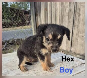 Hex -  Australian Cattle Dog Blue Heeler Dog for Adoption in Gainesville, Virginia - Hex | PetCurious