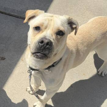 Yellow Labrador Retriever and Mixed Breed Dogs Available for Adoption in Hampton Bays, New York - Noah | PetCurious