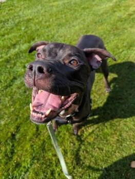 Duke -  Mixed Breed Dog for Adoption in Montreal, Quebec - Duke | PetCurious
