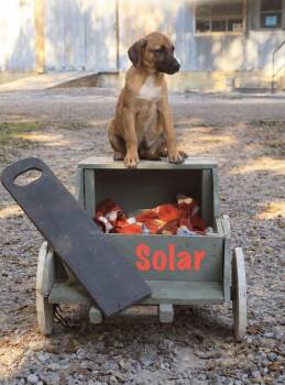 Solar -  Mixed Breed Dog for Adoption in Rock Hill, New York - Solar | PetCurious