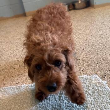 Mixed Breed Dogs Available for Adoption in Loxahatchee Groves, Florida - Shaggy 1016 | PetCurious