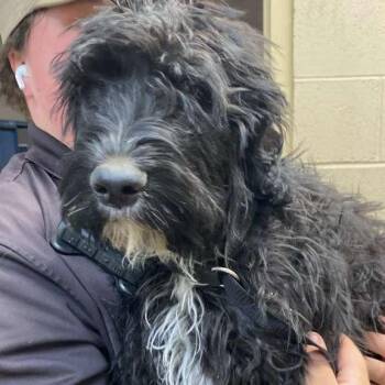 Mixed Breed Dogs Available for Adoption in Gadsden, Alabama - Painty The Pirate | PetCurious