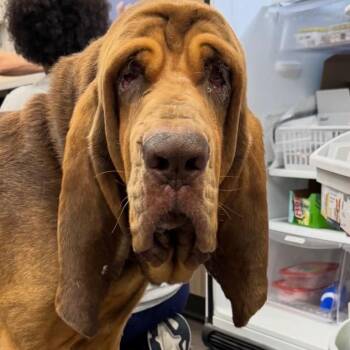 Please HELP River Red (AL) -  Bloodhound Dog for Adoption - Please HELP River Red (AL) | PetCurious