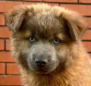 Mixed Breed Dogs Available for Adoption in Groveland, Massachusetts - Theo | PetCurious