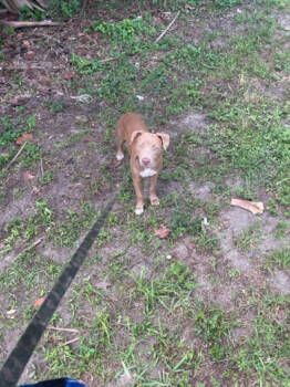 Rescue Mixed Breed Dogs for Adoption in West Palm Beach, Florida - ERIS | PetCurious