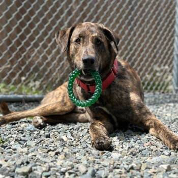 Odin -  Mixed Breed and Great Dane Dog for Adoption in Port Angeles, Washington - Odin | PetCurious