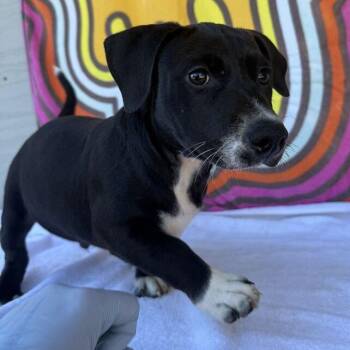 Triple Dipper -  Labrador Retriever and Mixed Breed Dog for Adoption in Carencro, Louisiana - Triple Dipper | PetCurious