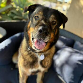 Bucky -  Leonberger Dog for Adoption in Ramona, California - Bucky | PetCurious