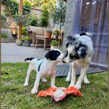 PATCHES -  Border Collie and Mixed Breed Dog for Adoption in Richmond, California - PATCHES | PetCurious