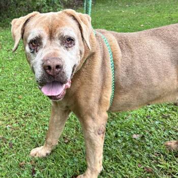 Fat Boy -  Labrador Retriever and Boxer Dog for Adoption in Newport, North Carolina - Fat Boy | PetCurious
