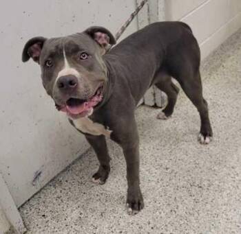 Briscoe -  Pit Bull Terrier and Mixed Breed Dog for Adoption in Kansas City, Missouri - Briscoe | PetCurious