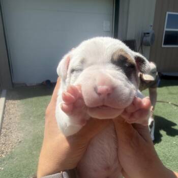 Australian Cattle Dog Blue Heeler and Boxer Dogs Available for Adoption in Fulton, Missouri - Sir Chonksworth | PetCurious