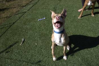 Rescue American Staffordshire Terrier Dogs for Adoption in Anna, Texas - Oakley | PetCurious
