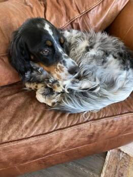 English Setter Dogs Available for Adoption in Havertown, Pennsylvania - Available - Penelope | PetCurious