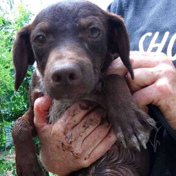 Rescue Mixed Breed Dogs for Adoption in Troy, Illinois - Ledger | PetCurious